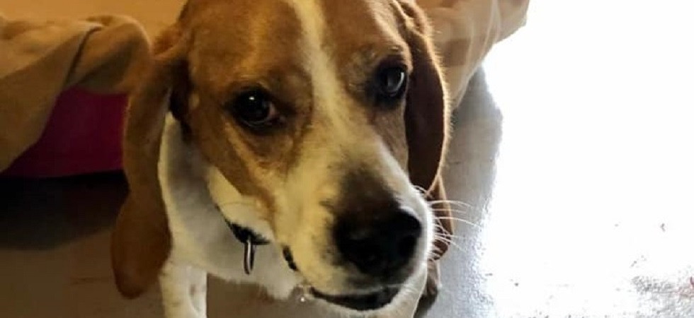 Beagle con un microchip di Trento recuperato a Genova, l’appello per ritrovare i proprietari